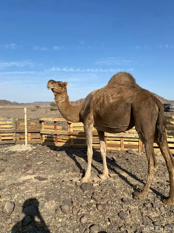 لقحات حمر من بل وادي الحمض نياق مراح الحد من7300 3