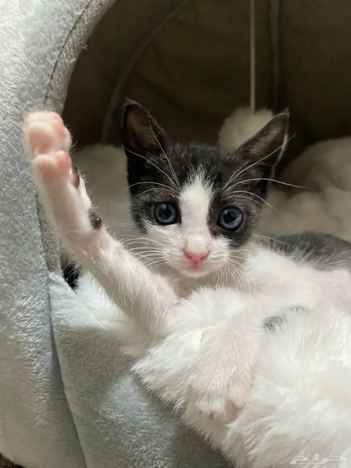 قطه صغيره للتبني 0