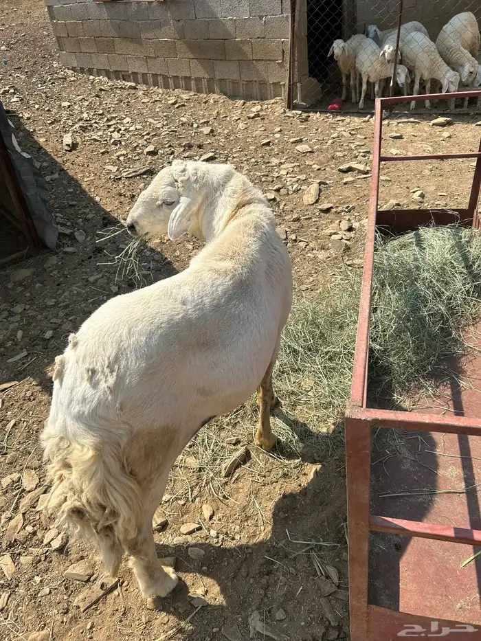 خروف حري فحل 0