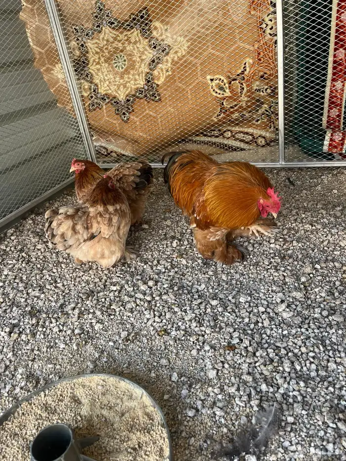 طقم دجاج كوشن الوان جميلة تم البيع الله يبارك للجميع 3