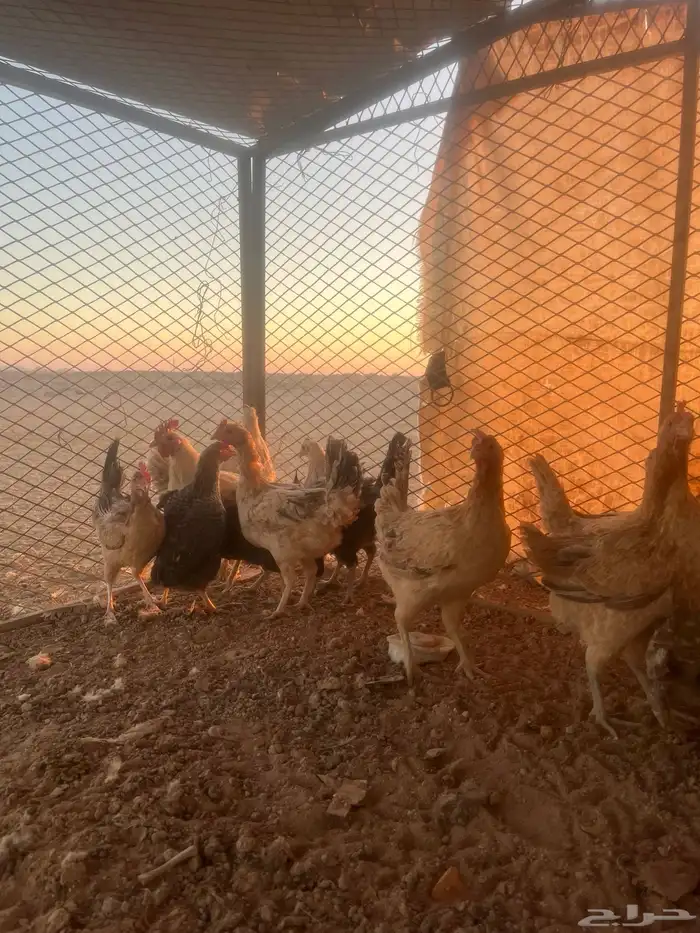 للبيع دجاج بلدي 0