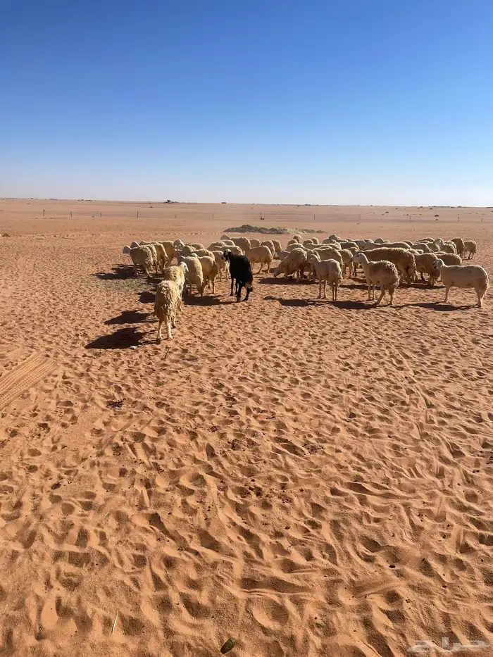 غنم حريات للبيع 0