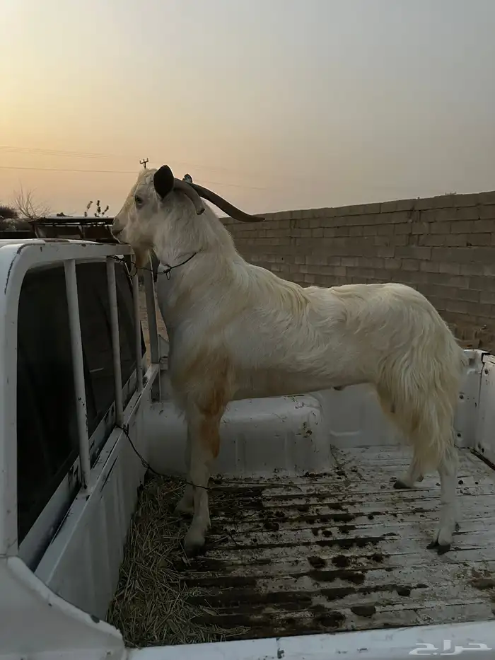 فحل بيشي مشروط 3