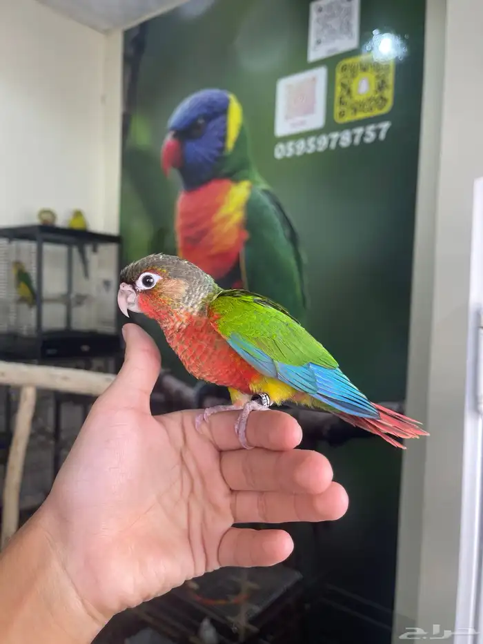 كنيور يلوسايد دبل رد فاكتور 6