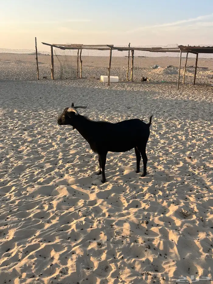 تيس ميرسلانو (أسباني) 6