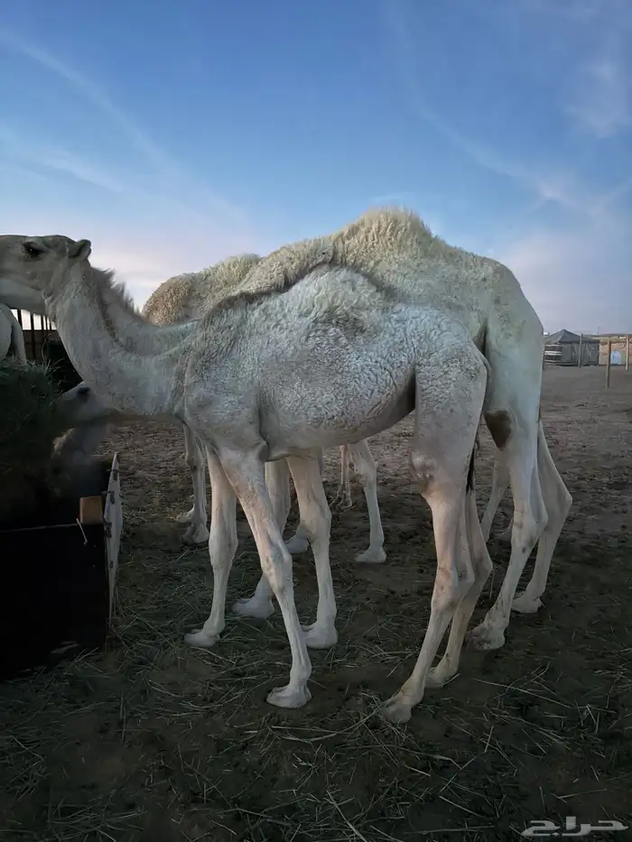 بكرة للبيع 2