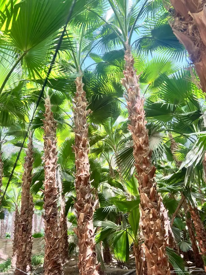 نخيل واشنطوني زينه والنخيل العربي بجميع أنواعه 5