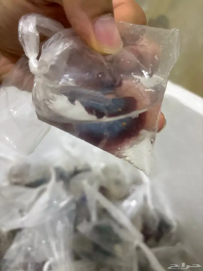 اسماك فايتر جمله 2