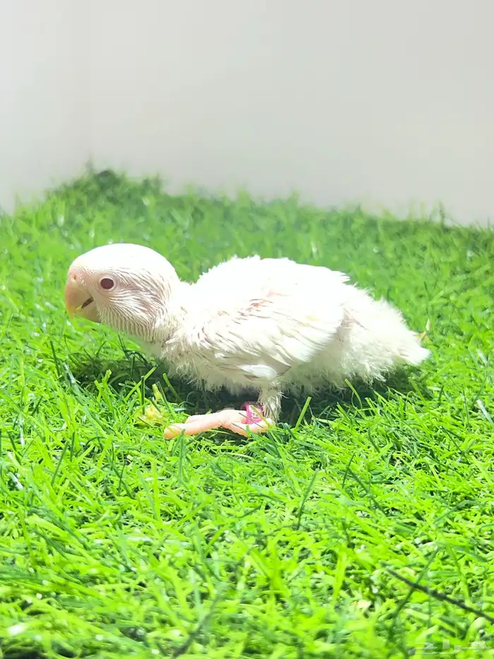 فرخ روز البينو غر 0