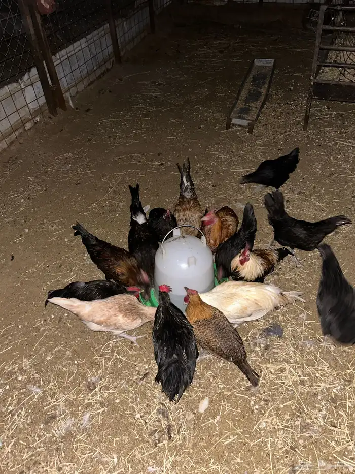 دجاج للبيع 0