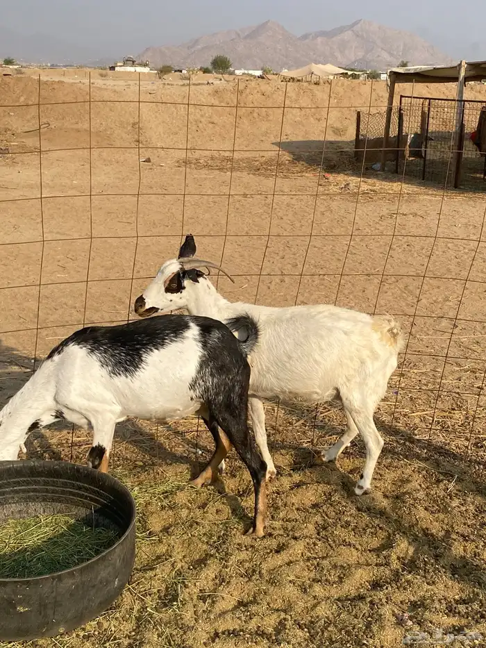 معزا بيشيات 6