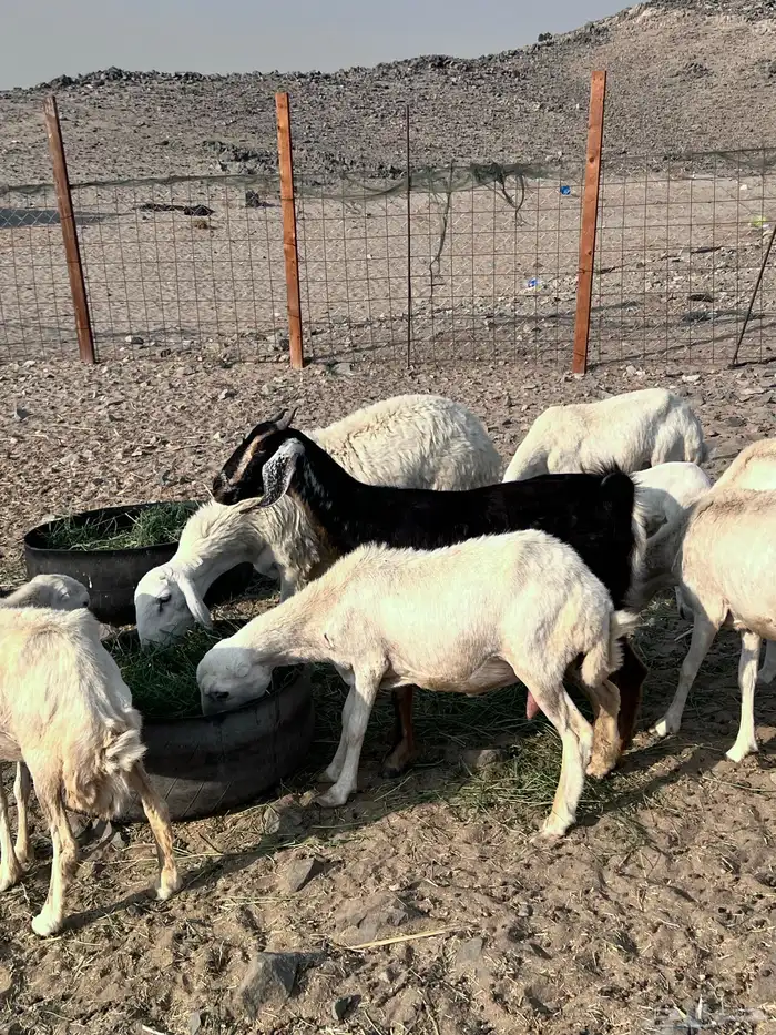 رفيديات مواليد ودفع 0