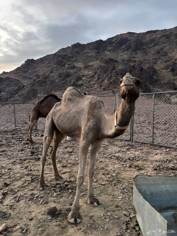 ناقه شقحا القحه 0