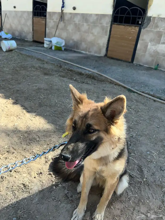 أنثى جيرمان للبيع 2