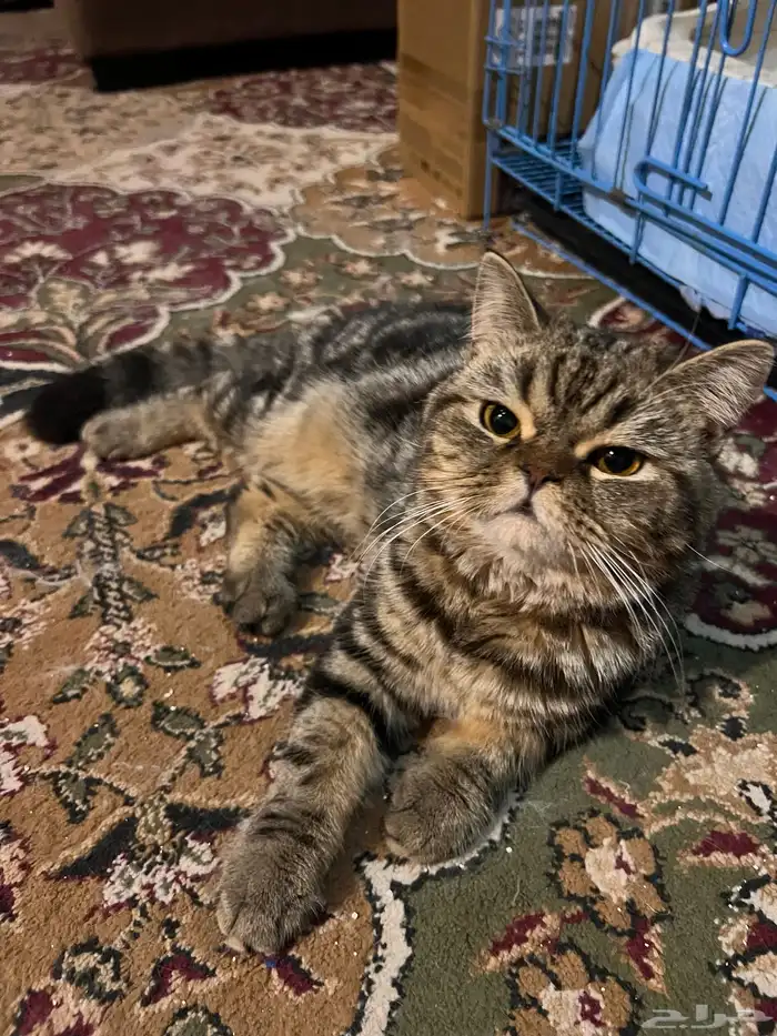 قط سكوتش تايقر للبيع 0