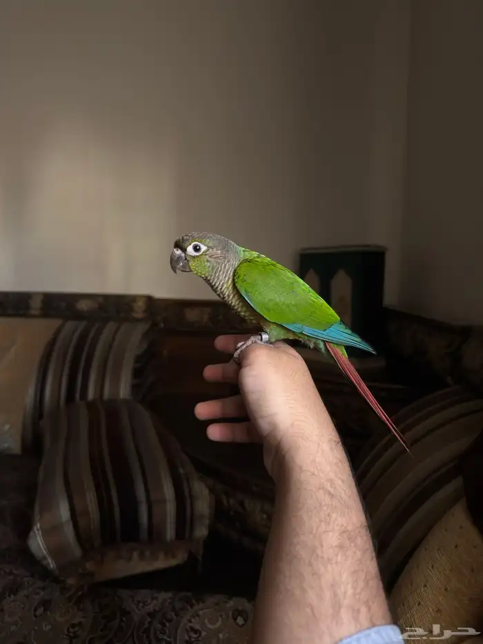 ببغاء كنيور اليف 4