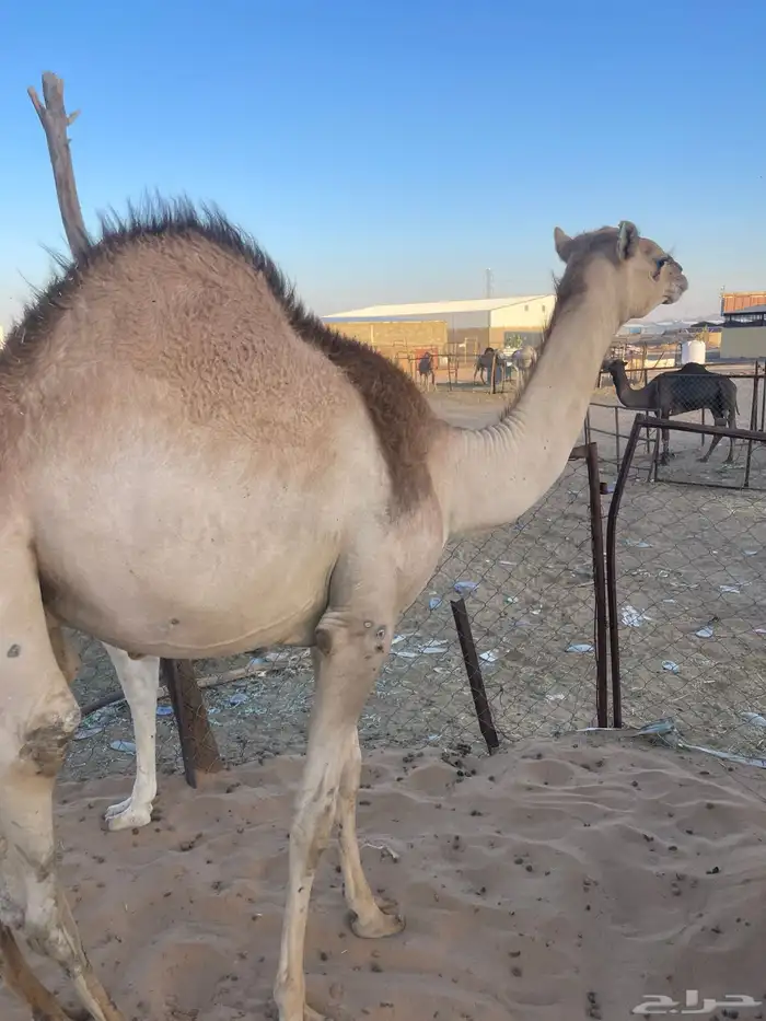 قعدان كفو للمناسبات رقم 0