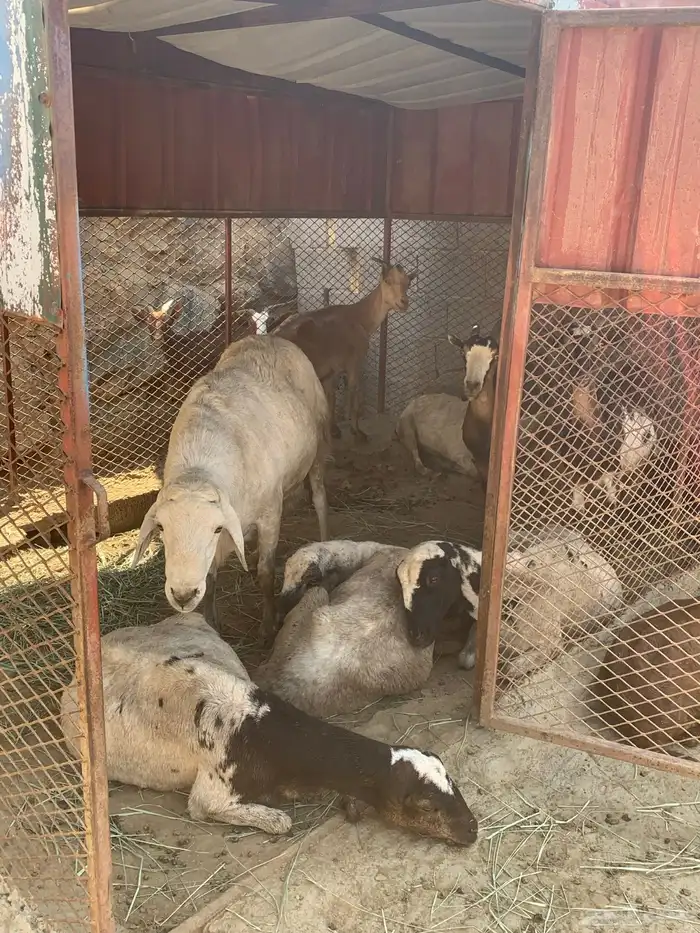 مواشي للبيع 0