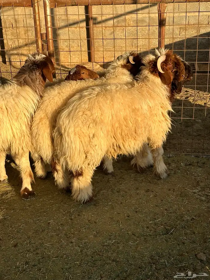 مشروع فحل نعيم 4