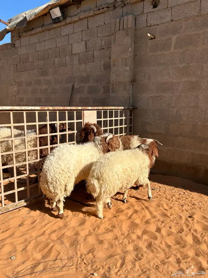 ذبايح صنف عالي 7