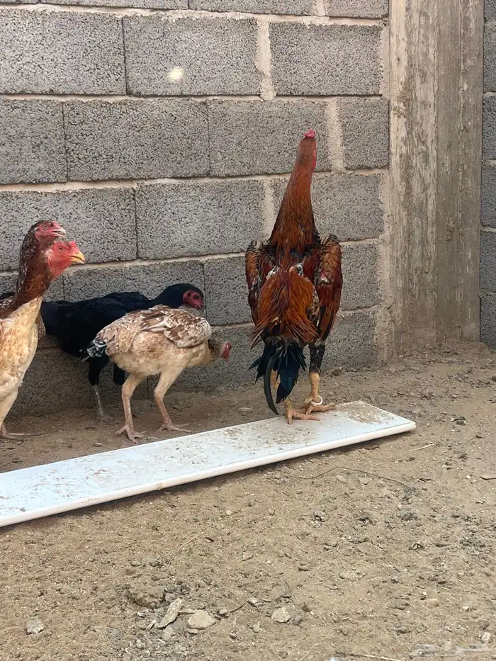 ديك شامو ياباني من حلال ابو ريحانه ابوه هزاز 4