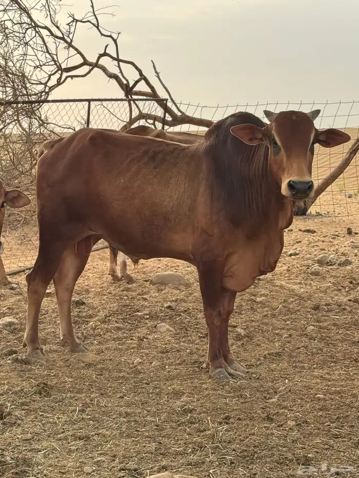 ثور بلدي مشروط 0