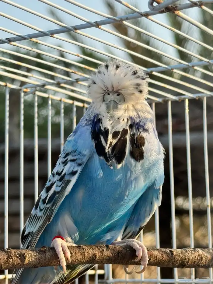 انثى بادجي انجليزي 1