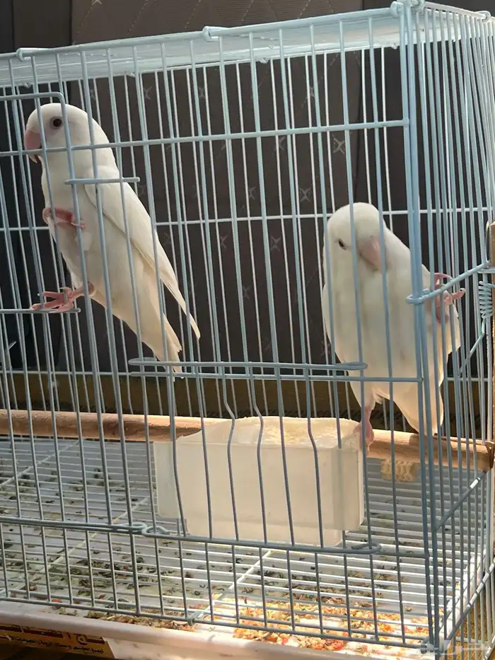 روز زوج البينو منتج 0