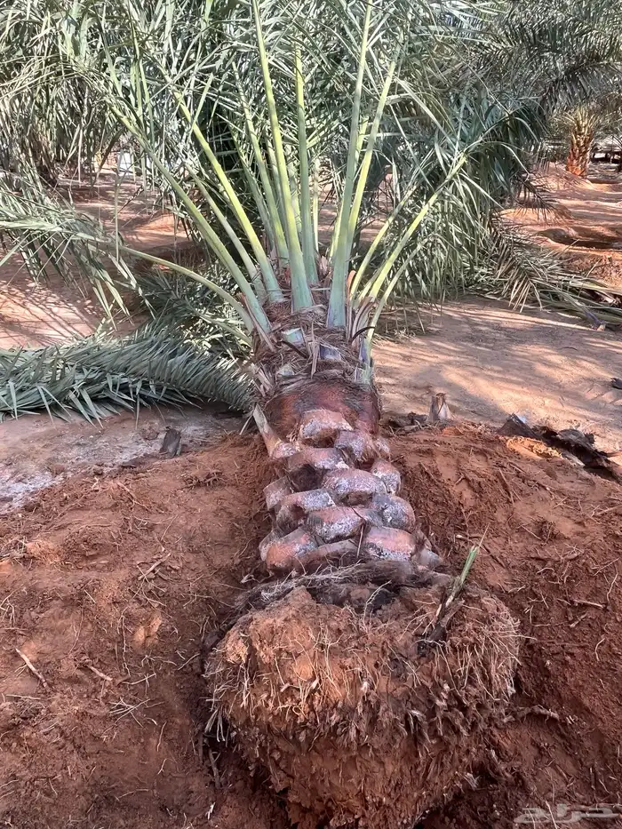 يوجدلديناجميع انواع انخل العربي والواشنطن 14