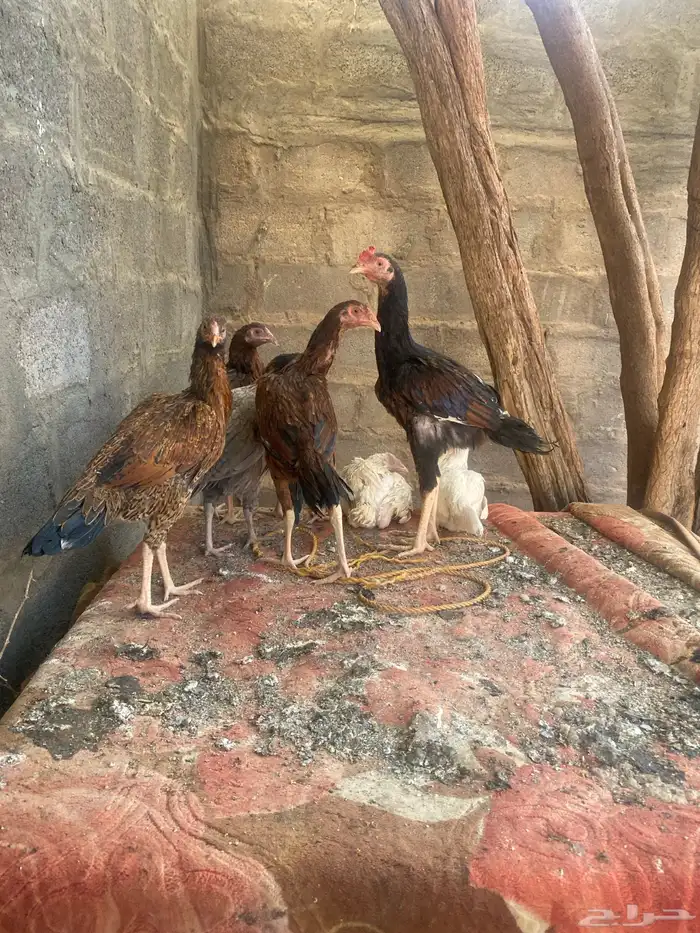 دجاج باكستاني 6