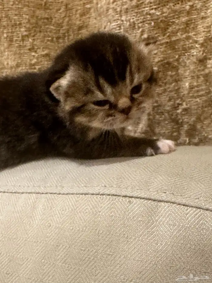 قطط كيتن البيع 8