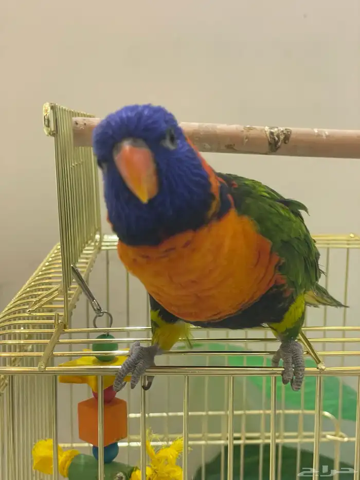 للبيع ببغاء الوري 0