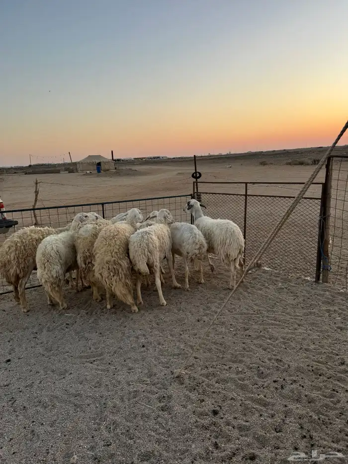 حريات مقاني العدد8 2