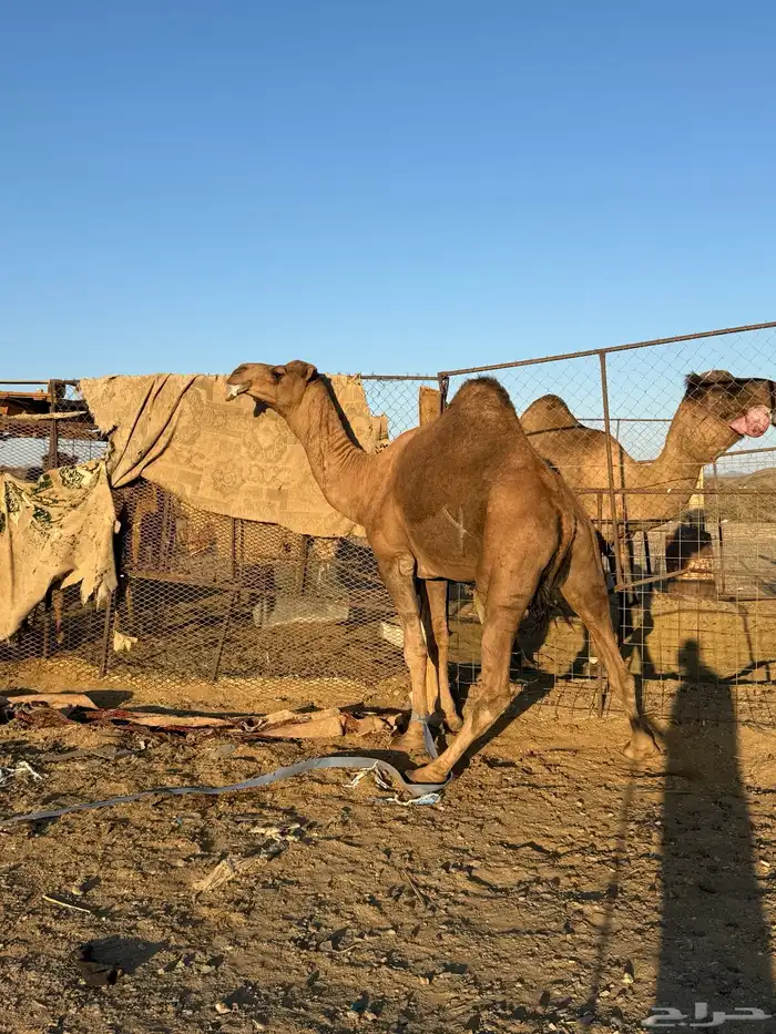 بعير حمر كايف 11