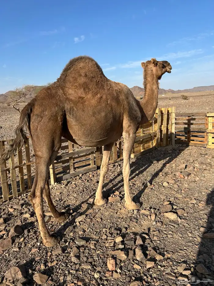 لقحات حمر من بل وادي الحمض نياق مراح الحد من7300 2