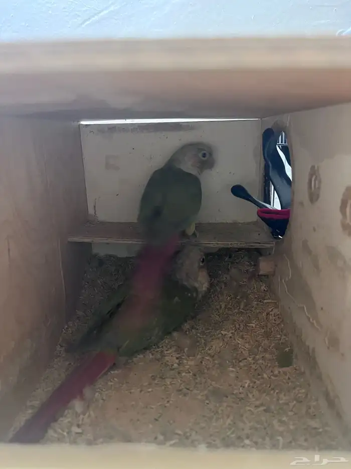 كنيور للبيع واغراض مطير 4