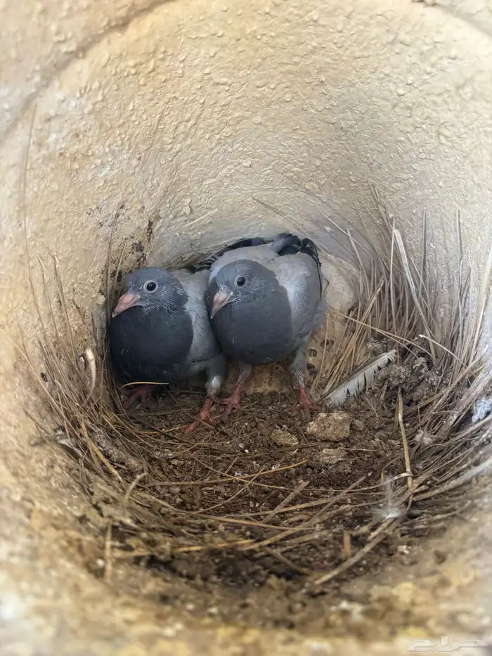 فراخة زاجل وفرنسي شرط احجام وطعم(تم البيع) 2