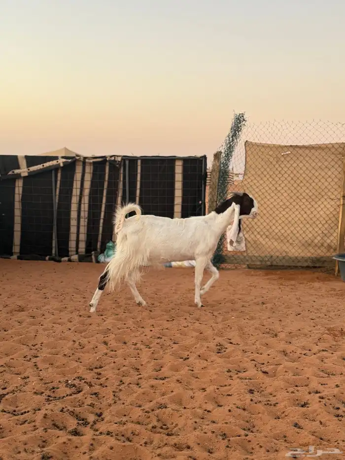 معزا مطورات طيبه 6