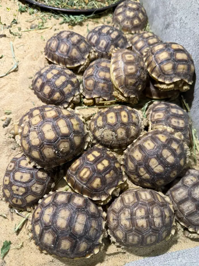 سلاحف سولكاتا للبيع 1