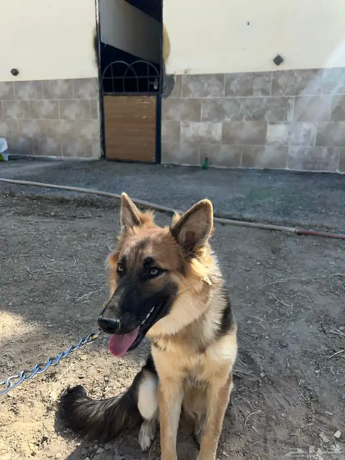 أنثى جيرمان للبيع 3