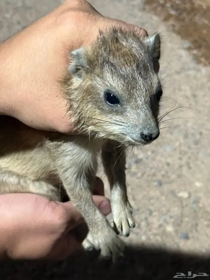 وبران للبيع ذكرين و ثلاث اناثي اعمارهم 8شهور 13