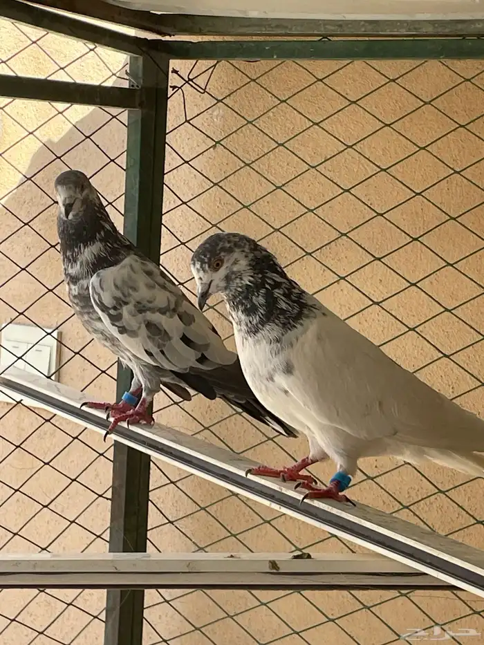 للبيع أزواج حمام 7