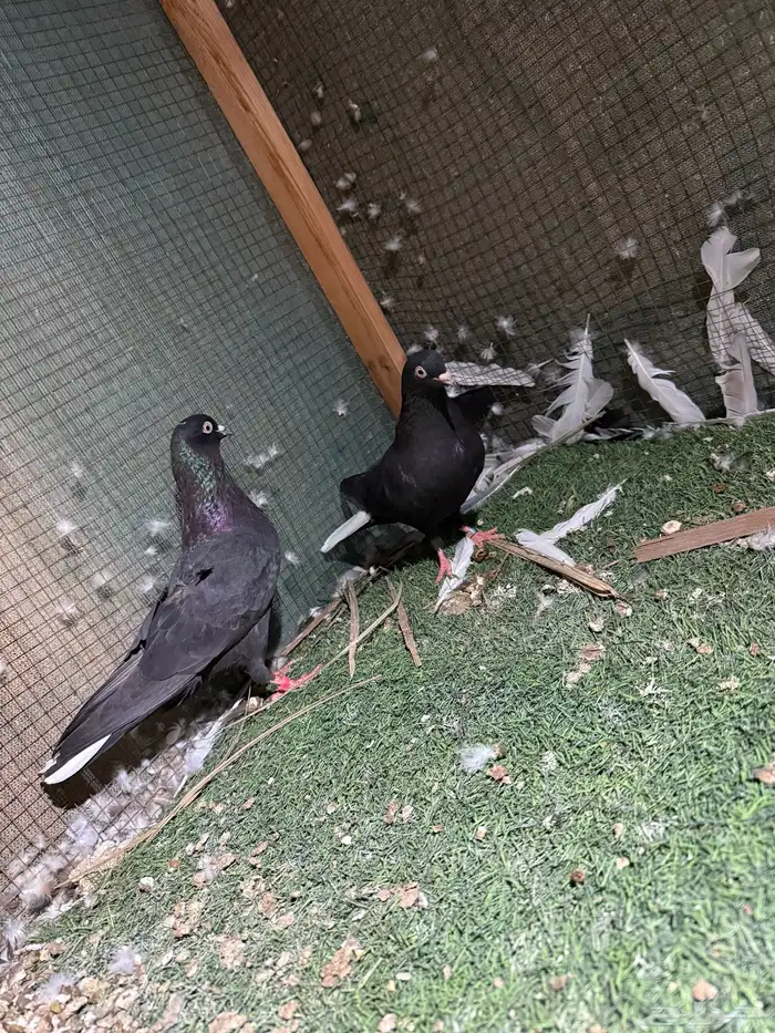 للبيع جوز قطايف مطرف منتج تب التب 0