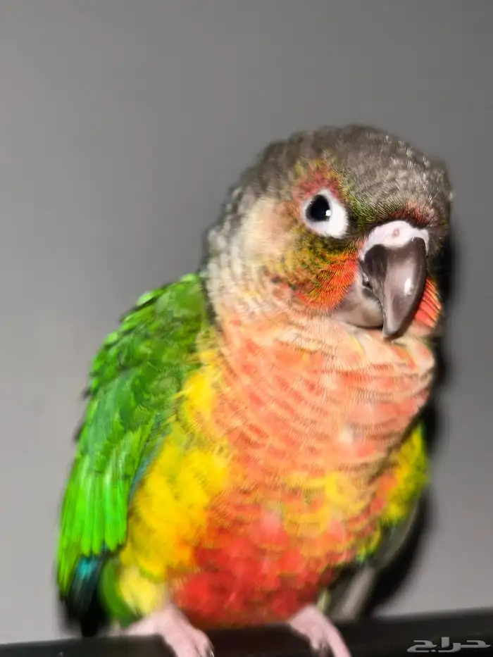 ببغاء كنيور للبيع في السويدي 0