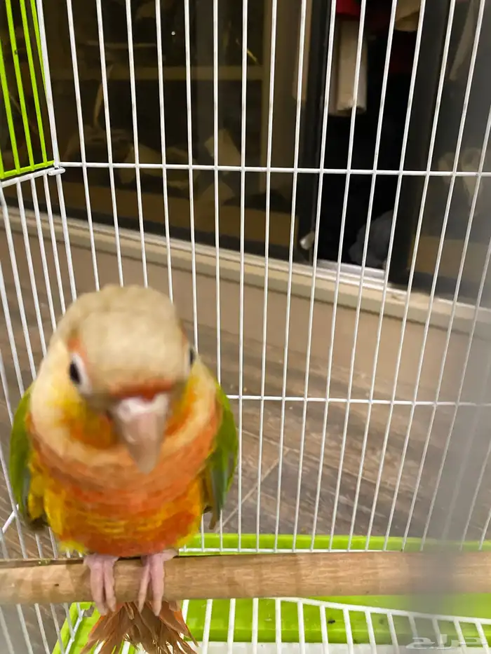 كنيور انناس دبل رد فاكتوري 4