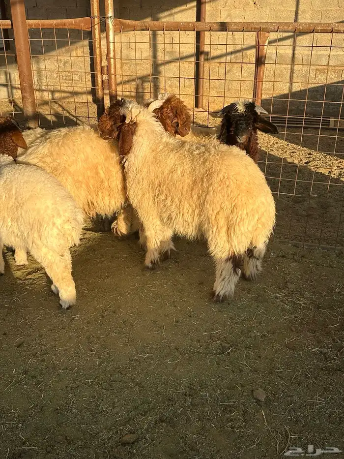 مشروع فحل نعيم 3