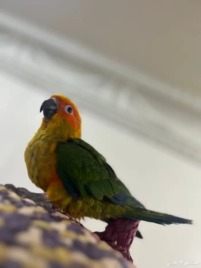 فرخ صن كنيور قريب فطم ليف ولعوب 4