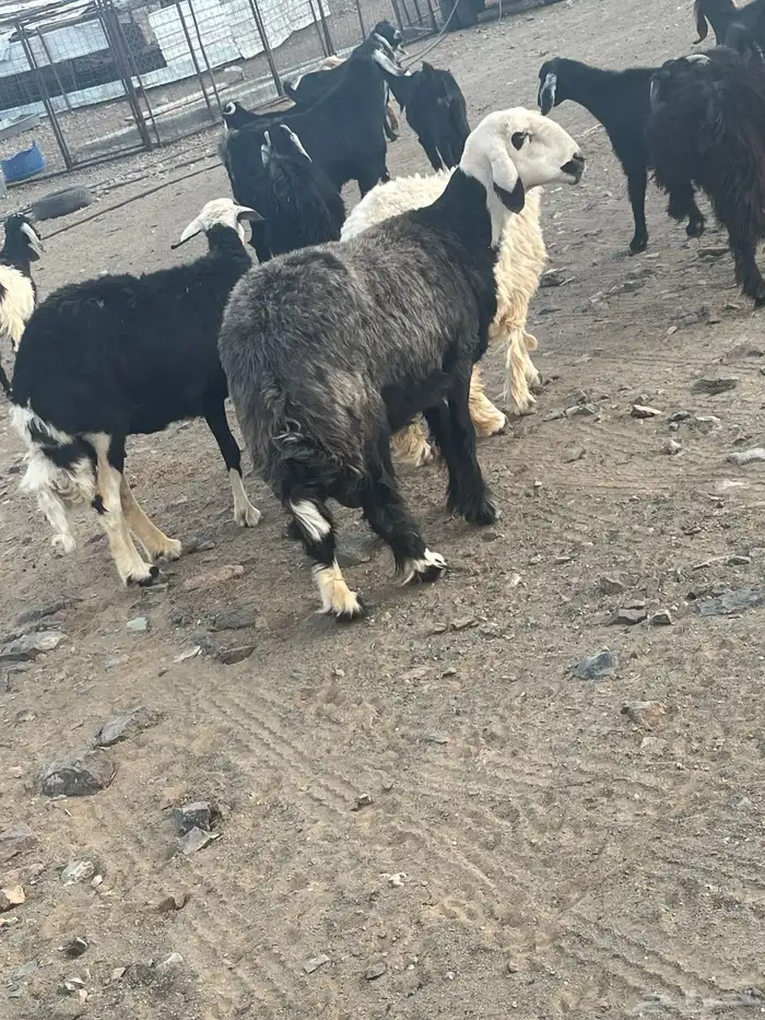 تيس ونعجه الموقع الشبحه 0