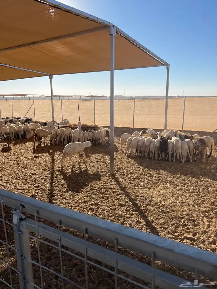 للبيع خرفان شبيه الحري 0