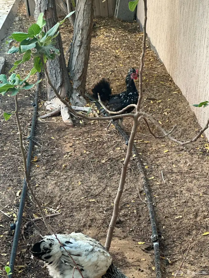 7 دجاجات وديك للبيع 2